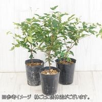 不思議フルーツ》ジャボチカバ（中葉系）苗木 4号（12cm）ロングポット