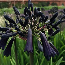 �����ѥ󥵥��֥֥�å����ޥ��å��ס�4��(12cm)�ݥå�