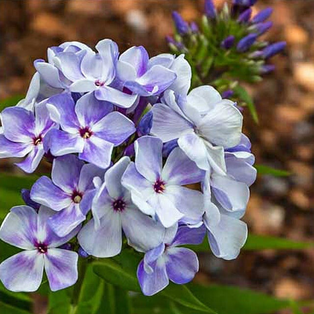 宿根草】フロックス「フレイム・ブルー」5号(15cm)ポット | | 宿根草