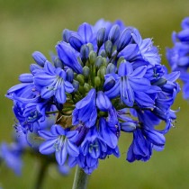 �ڽɺ���ۥ����ѥ󥵥��֥���饯�������֥롼��4��(12cm)�ݥå�