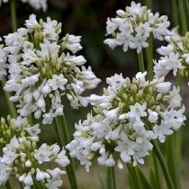 ڽɺۥѥ󥵥֥饯ۥ磻ȡ4(12cm)ݥå