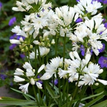 �ڽɺ���ۥ����ѥ󥵥��֥��֥롦���������ɡ�4��(12cm)�ݥå� 