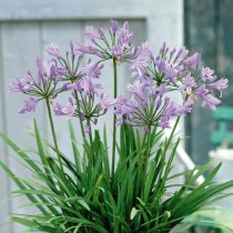 �ڽɺ���ۥ����ѥ󥵥��֥ԡ������ѥ��4��(12cm)�ݥå� 