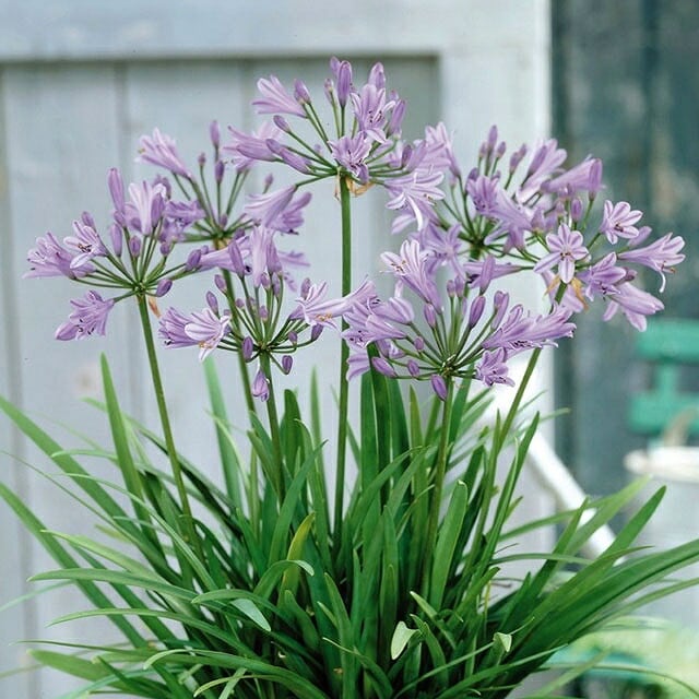 宿根草】アガパンサス「ピーターパン」4号(12cm)ポット | | 宿根草（科