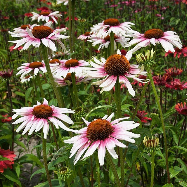 宿根草】エキナセア「ファンキー・ホワイト」5号(15cm)ポット