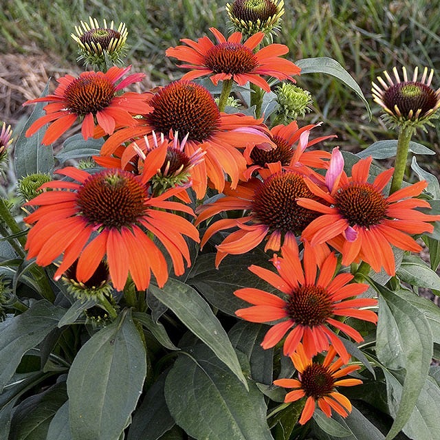 宿根草】エキナセア「アトミック・オレンジ」5号(15cm)ポット