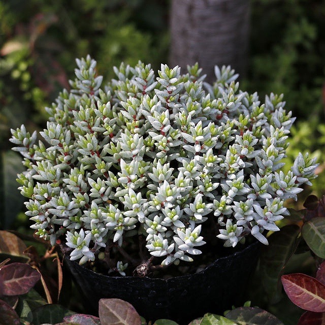 å顦ѥ󥯥顼3桡10ݥåȥå