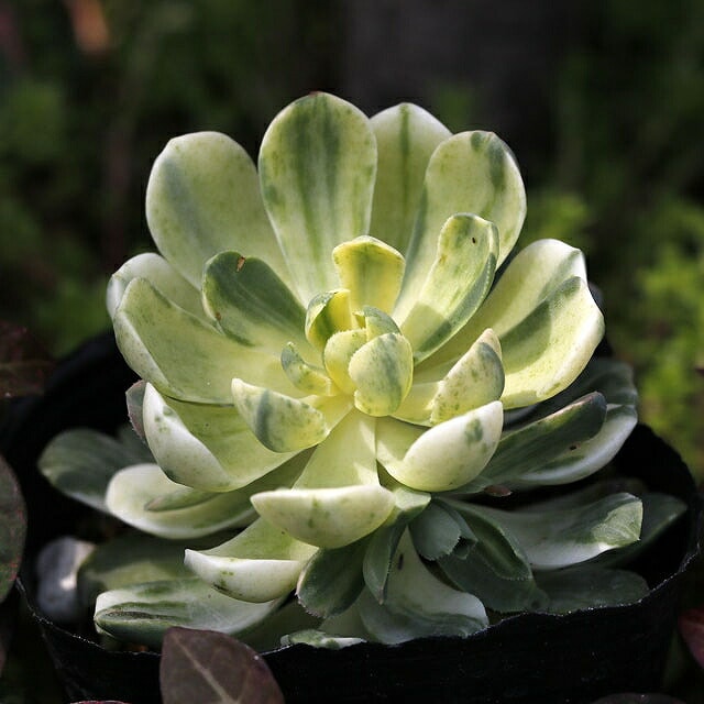 アエオニウム　アリス錦3株 アエオニウム ハロウィン錦 【多肉植物 3～3.5号】｜ 【植物の