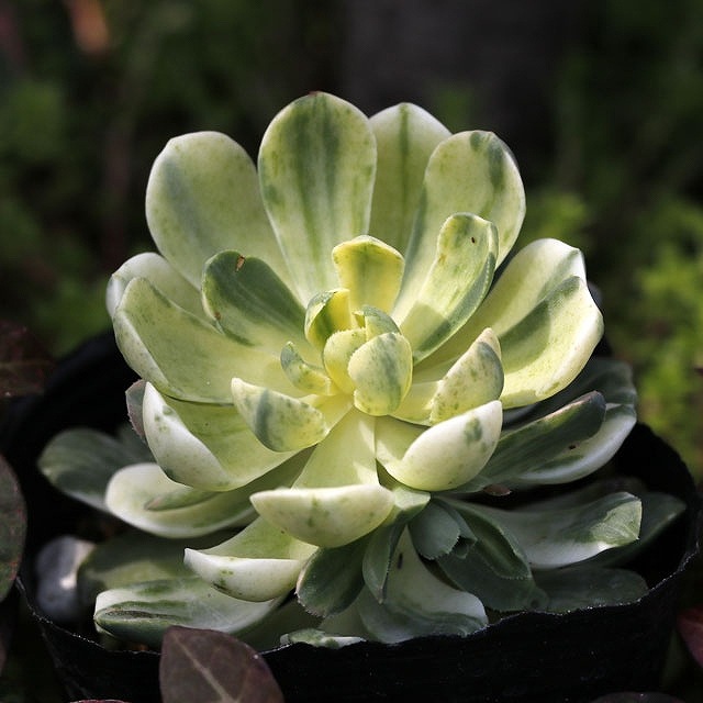 ˥ְӡס3桡10ݥåȥå