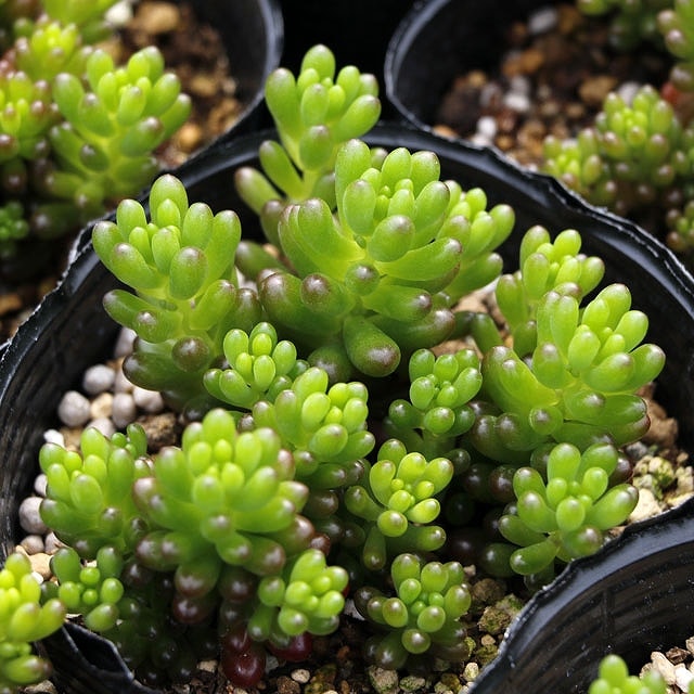 ֥åɥ٥꡼ס3桡10ݥåȥå