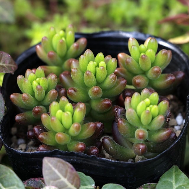 ����������ζ̡ס�3�桡10�ݥåȥ��å�