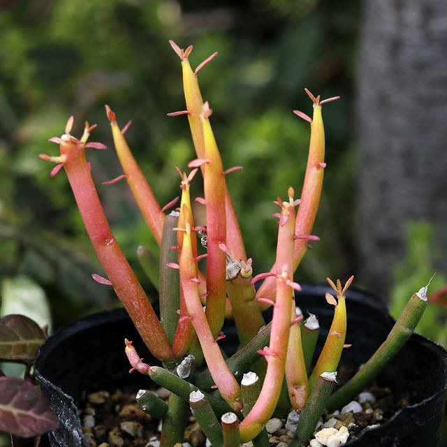 �ߥ륯�֥å���֥ե����䡼���ƥ��å��ס�3�桡5�ݥåȥ��å�