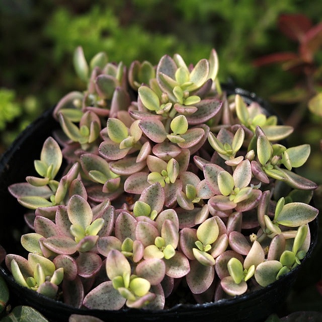 å֥ܥ륱󥷡ӡס3桡10ݥåȥå