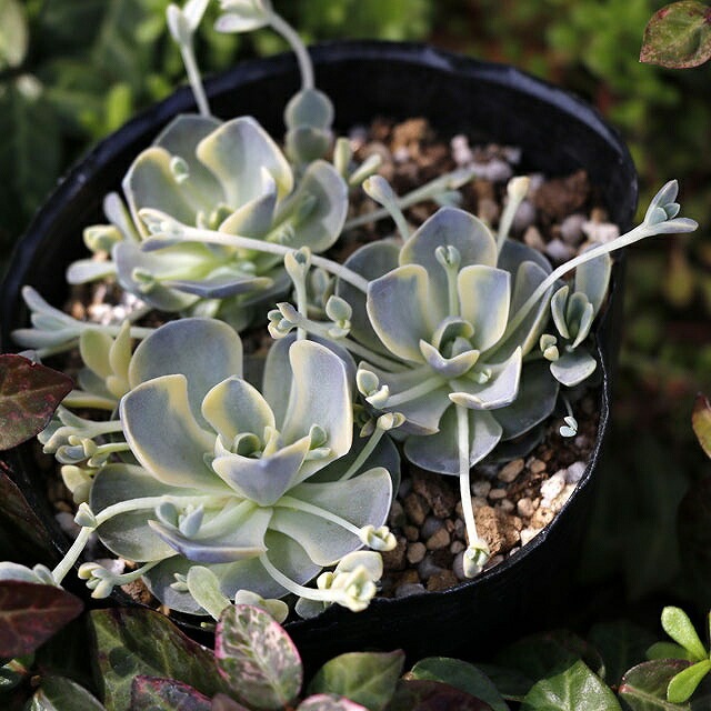 斑入子持ち蓮華｣ 3号ポット | | すべての商品 | 四国ガーデン株式会社