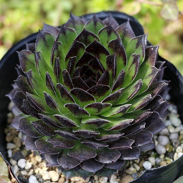 ڥӥ֥֥饤ϥȡס3桡5ݥåȥå