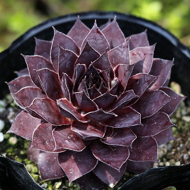 ڥӥ֥֥꡼ԥ󥰡ӥ塼ƥס3桡5ݥåȥå