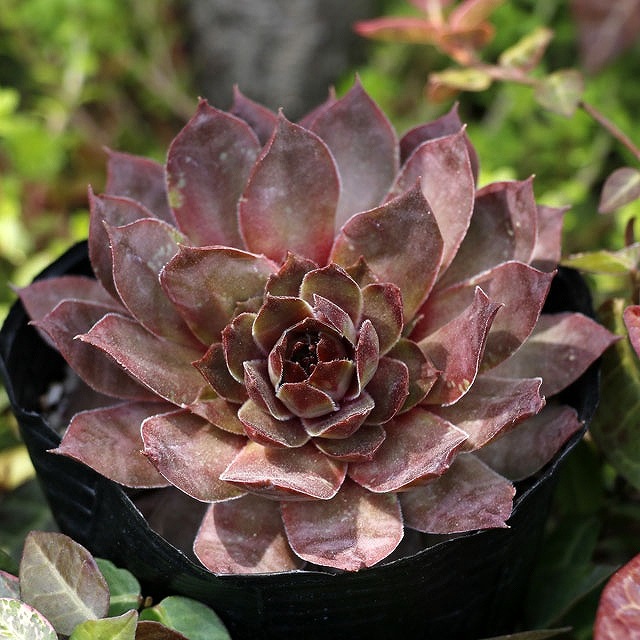 ڥӥ֥֥㥤ס3桡10ݥåȥå