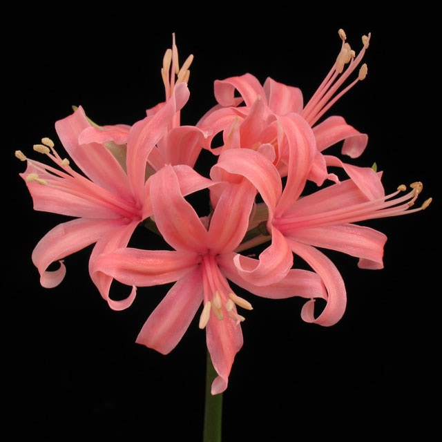 2021年秋～開花見込み球】《ダイヤモンドリリー》ネリネ「シェアト