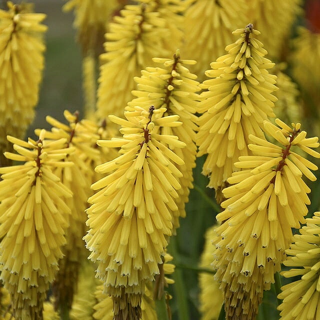 ���˥ե��ե����֥�����ɥ�å����4����󥰥ݥåȡ����������ֽ�λ