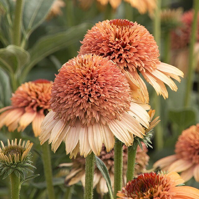 エキナセア「スプリーム・カンタロープ」 5号(15cm)ポット | | 宿根草