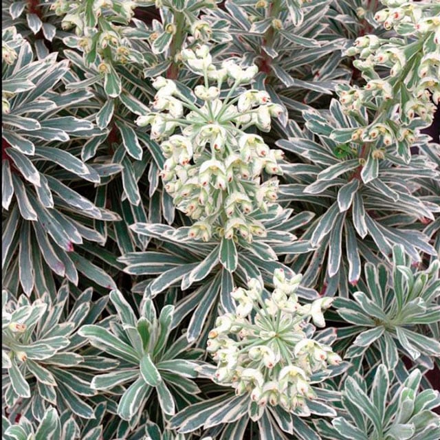 ユーフォルビア「シルバー・スワン」 | | 宿根草（科名別