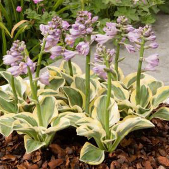 �ۥ����֥ޥ��ƥ����ޥ����ס�4��(12cm)�ݥåȡ�������5�����åȢ��������� 