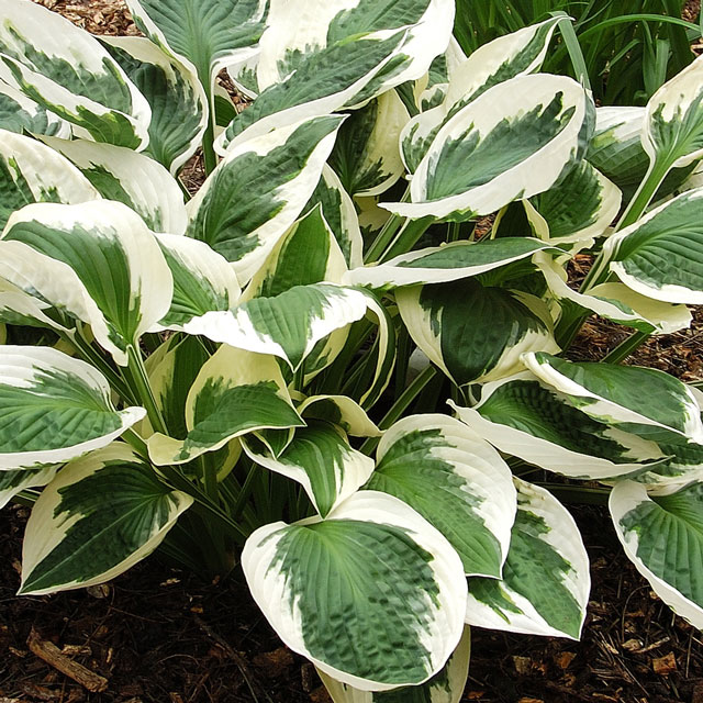 ۥ֥ѥȥꥪåȡ4(12cm)ݥåȡ5ޤȤ㤤 