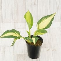 ۥ֥ꥹޥǥס4(12cm)ݥåȿ