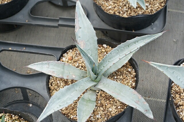 訳あり商品】アガベ・アメリカーナ 5号ポット植え アオノ