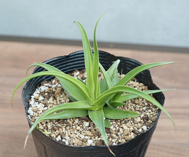 現物》アガベ ブラクテオーサ「モンテレーフロスト」 特選株 No.10005