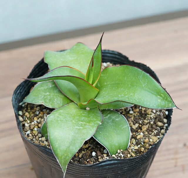 アガベ・チャザロイ 5号ポット | | アガベ（リュウゼツラン） | 四国