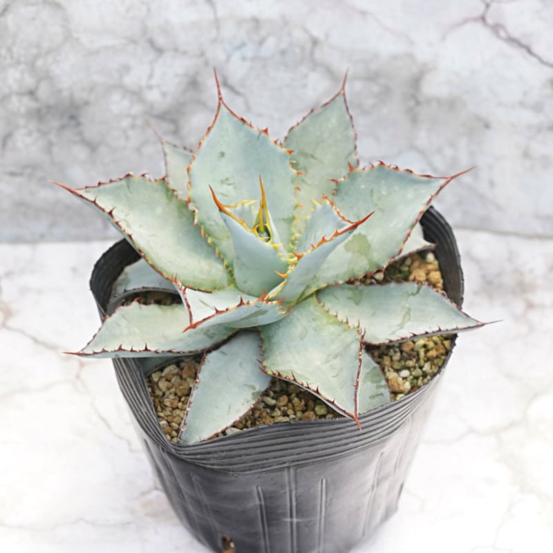 アガベ　グアダラハラナ アガベ・グアダラハラナ (Agave guadalajarana) - PictureThis