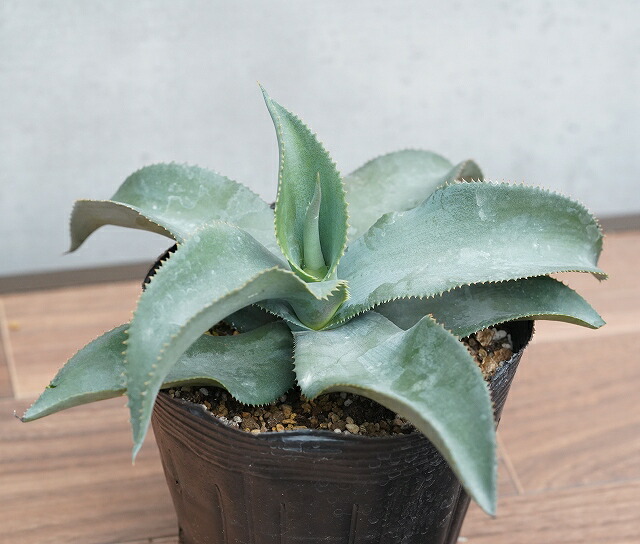 特大‼️ レア‼️ 極耐寒性モンスターアガベ シグマトフィラ 特大