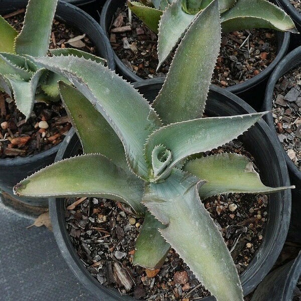 アガベ・ジプソフィラ「カーリー」5号ポット | | アガベ