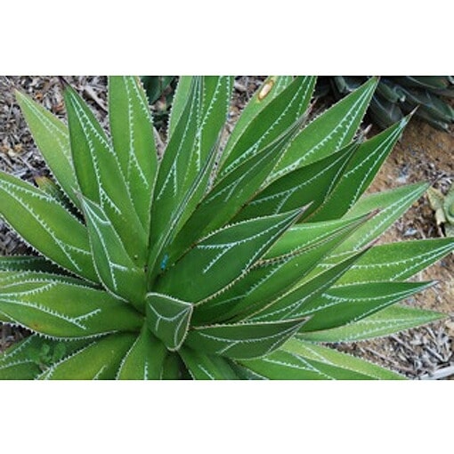 アガベ・インプレッサ「インプレッシブ」 5号ポット | | アガベ