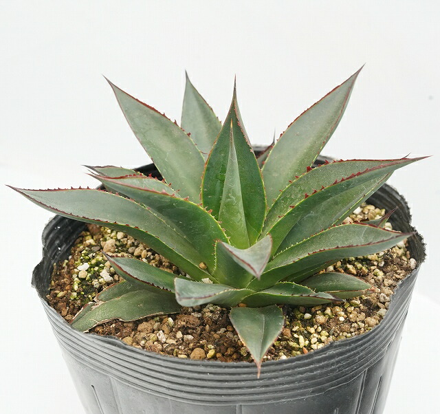 ブルーグロー 中型 アガベ 黒鉢付き ブルーグロー 中型 アガベ 黒鉢付き