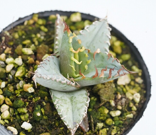 アガベ・チタノタ 大棘特選株 2号ロングポット チタノータ | | アガベ