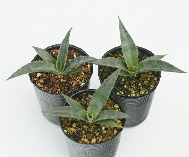 アガベ・プロトアメリカーナ 2号ロングポット 3ポットセット