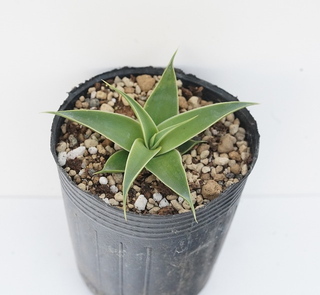 アガベ・ブラクテオーサ 2号ロングポット | | アガベ（リュウゼツラン