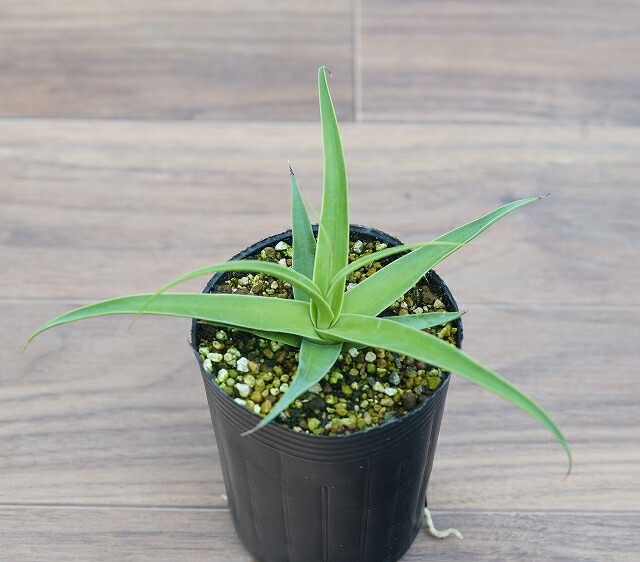 アガベ・ブラクテオーサ 3号ロングポット | | アガベ（リュウゼツラン