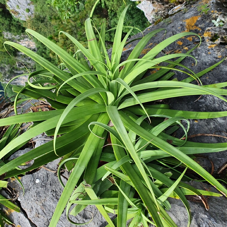 アガベ ブラクテオーサ モンテレイフロスト 現物》アガベ ブラクテオーサ「モンテレーフロスト」 特選株 No.10005