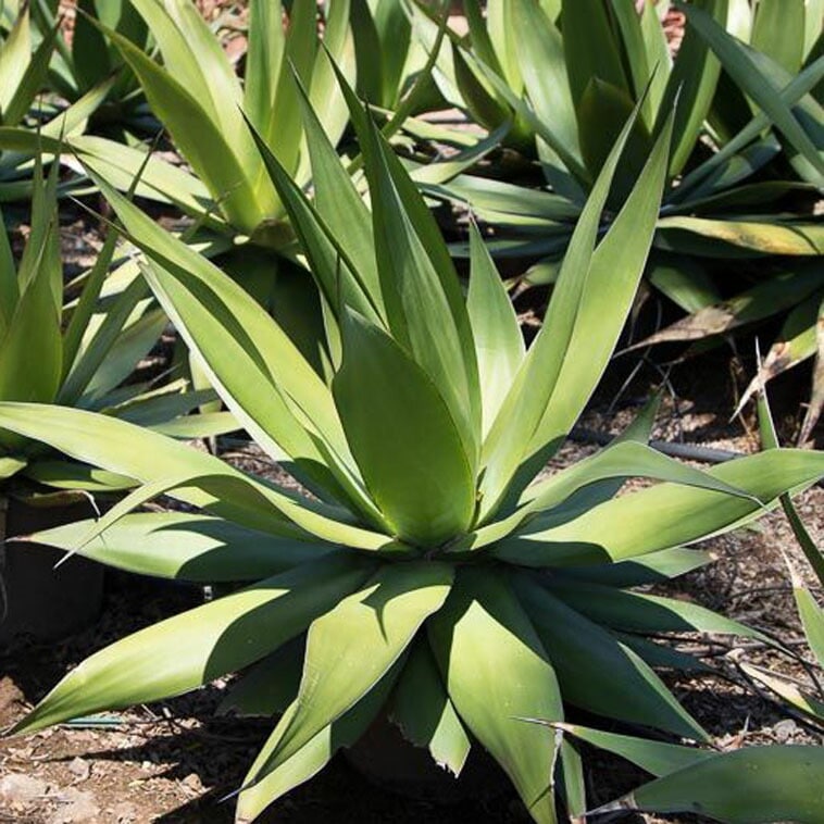 アガベ・チャザロイ 5号ポット | | アガベ（リュウゼツラン） | 四国