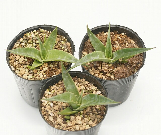 アガベ　ベネズエラ　ランダム24ポットセット！　D アガベ ベネズエラ ランダム24ポットセット！ D アガベ ベネズエラ