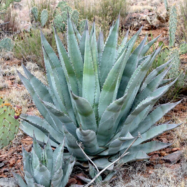 アガベ エボリスピナ特大サイズ ボール型 ロングスピン　スペシャル アガベ エボリスピナ特大サイズ ボール型 ロングスピン