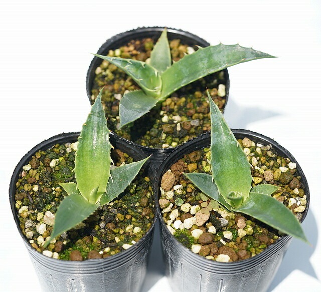 アガベ・クリサンサ 2号ロングポットx3株セット | | アガベ