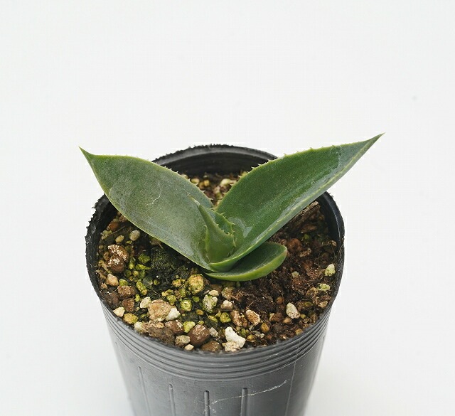 アガベ・クプレアータ 2号ロングポット | | アガベ（リュウゼツラン