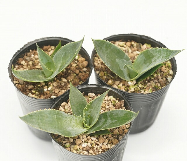 アガベ・クプレアータ 2号ロングポット×3株セット | | アガベ