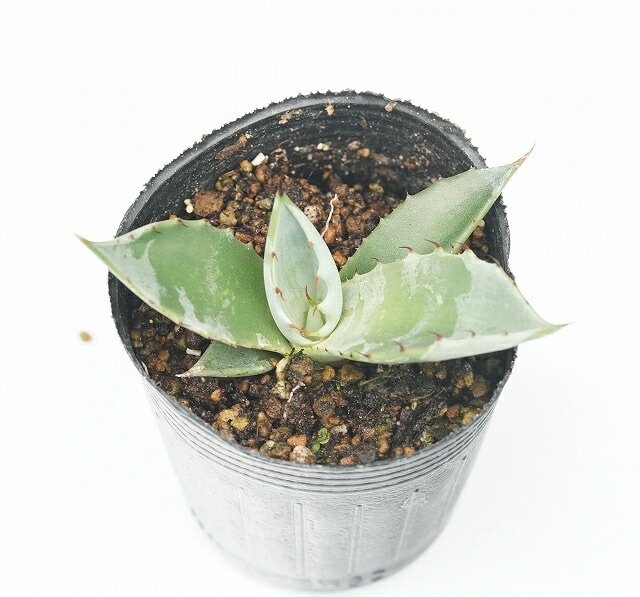 アガベ・ドゥランゲンシス 2号ロングポット | | アガベ