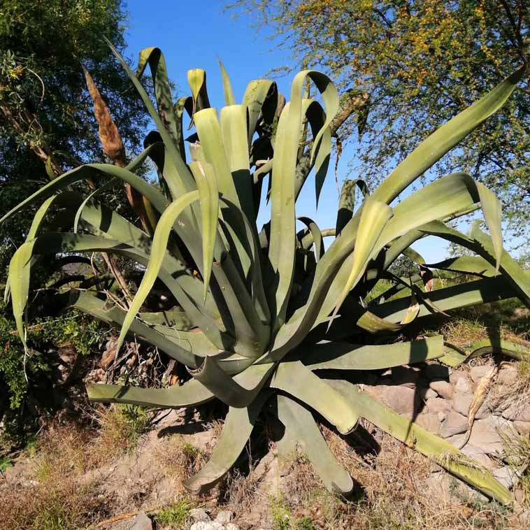 SALE ♡♡ アガベ マピサガ リサ カキコ 各d(^_^o) アガベ・マピサガ 2