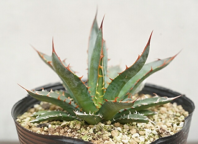 アガベ・ガルシアメンドーサ 5号ポット | | アガベ（リュウゼツラン